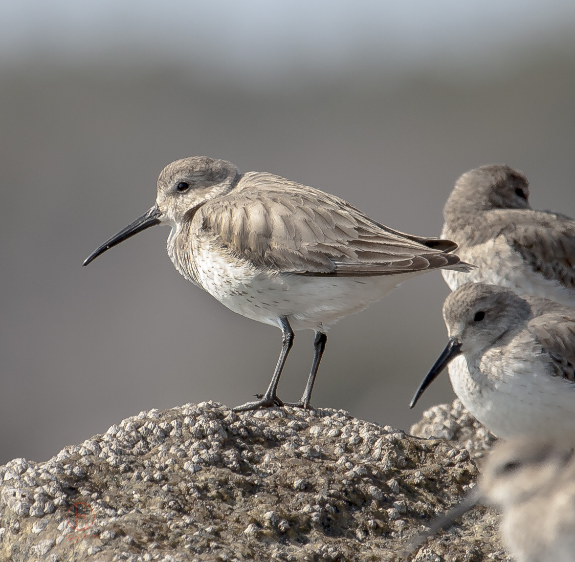 birds Amazingly Beautiful Nature And Travel Photography Of Cape Cod National Seashore