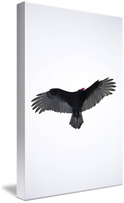 American Turkey Vulture Canvas Print