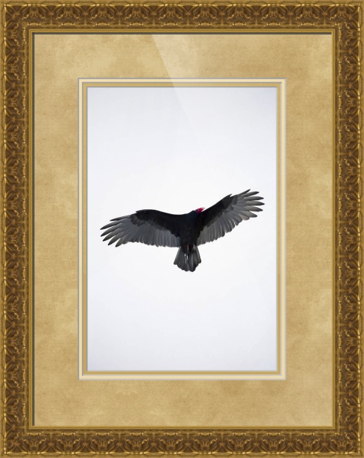 American Turkey Vulture with Classical Baroque Frames