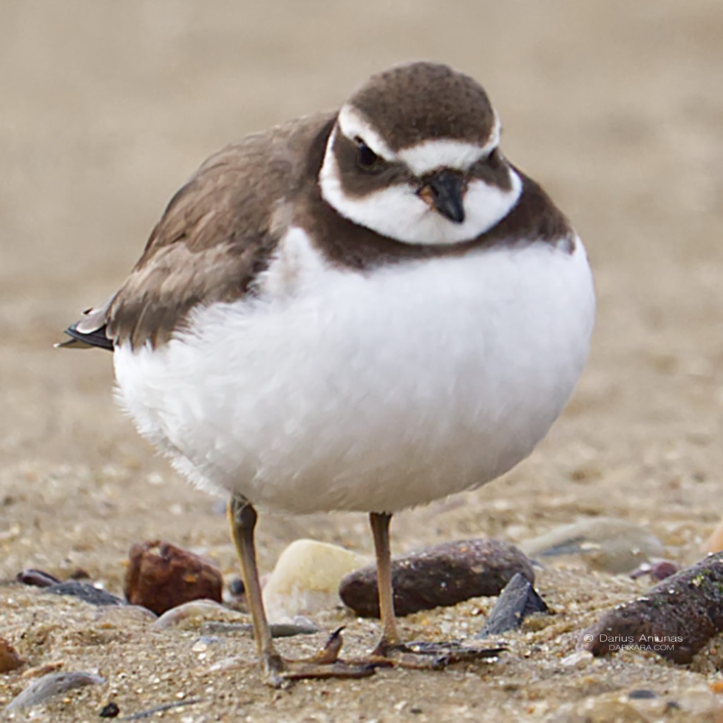 angry-birds-of-cape-cod-semipalmated-plover