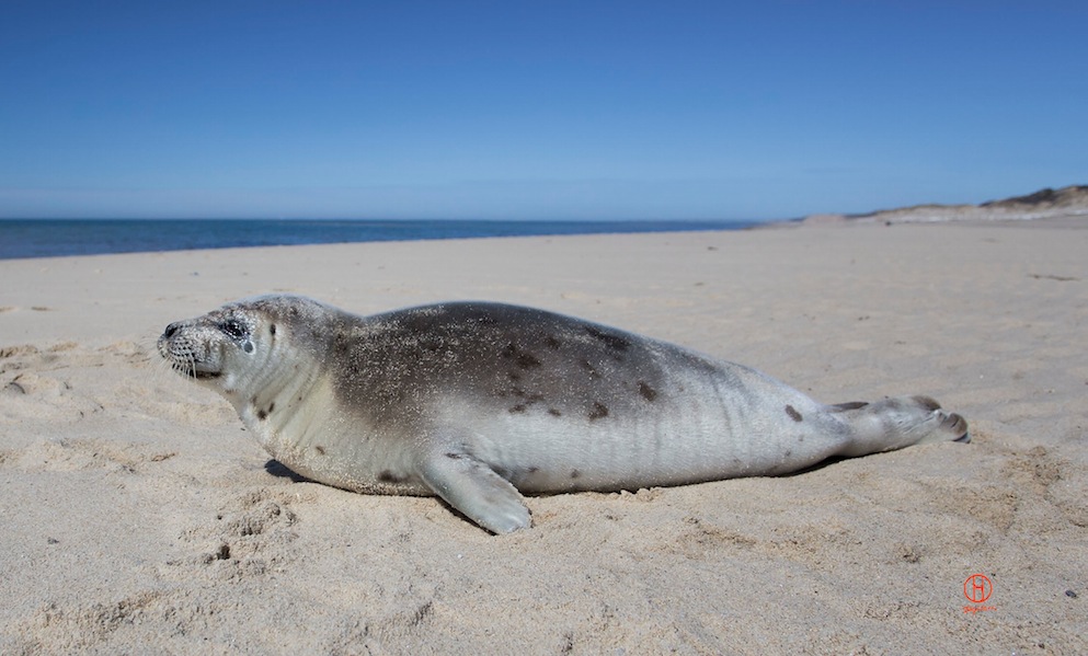 Cape Cod, Massachusetts - Cape Cod Seals