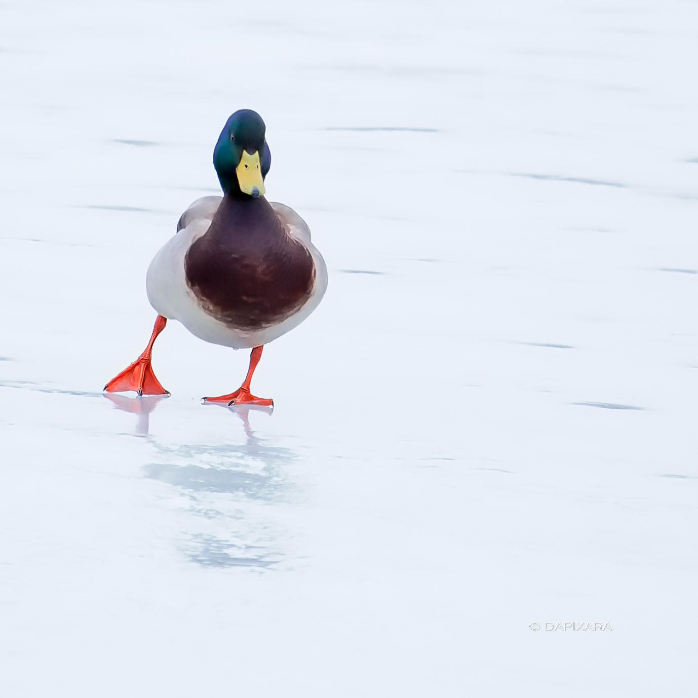 Bird-Skating-On-Ice-Dapixara