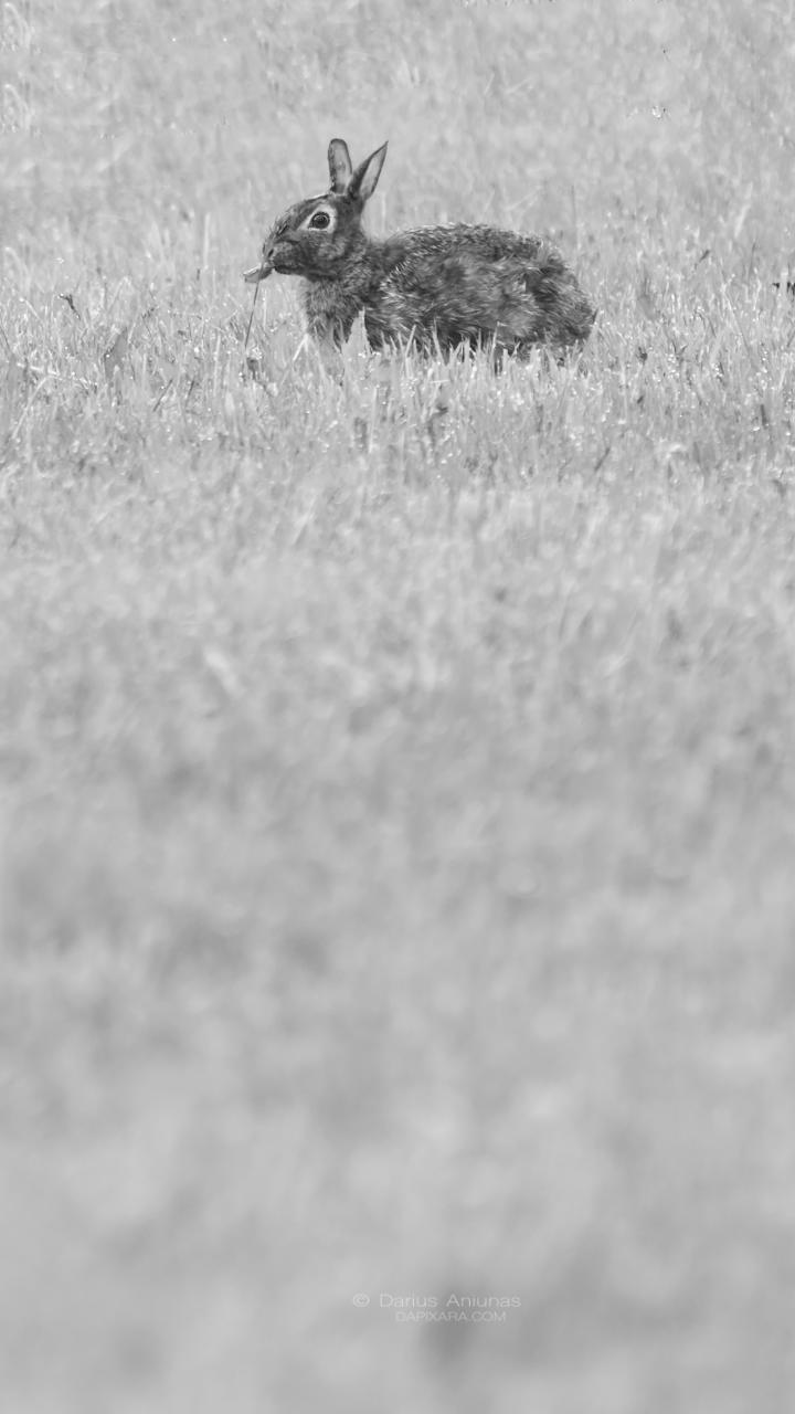 bunny-black-and-white-photography-wildlife-dapixara