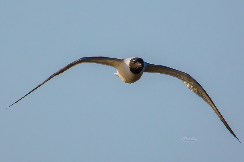 Cape Cod National Seashore Birds, Laughing Gull. Phpto by Dapixara https://dapixara.com