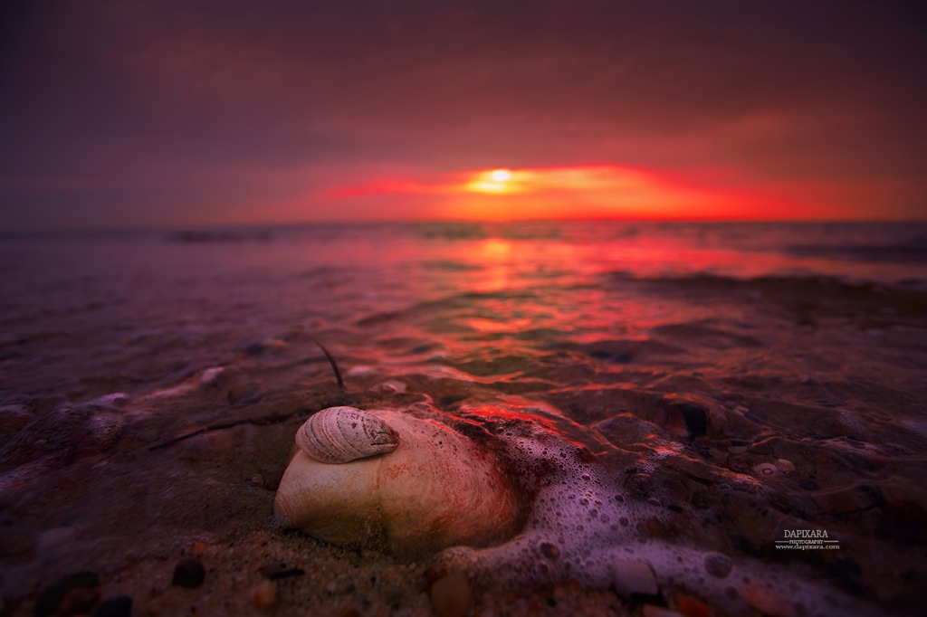 Cape Cod National Seashore Sunset and Seashell in Wellfleet. Photo by Dapixara https://dapixara.com