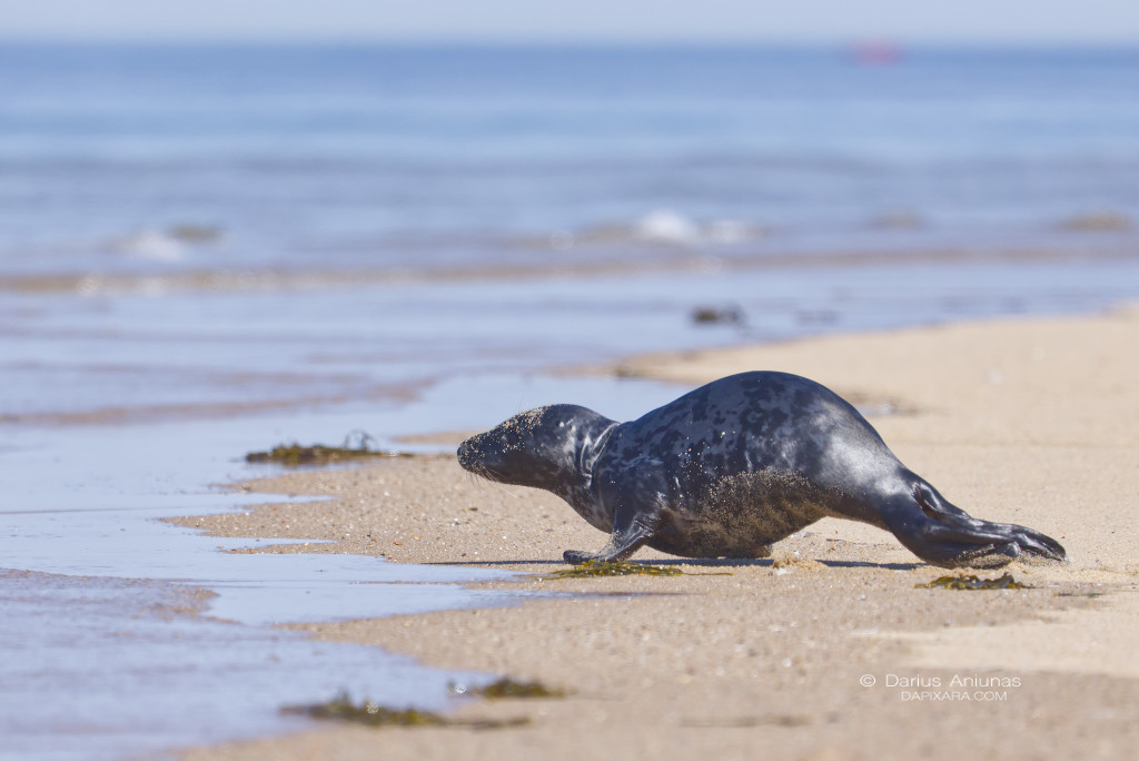 cape-cod-national-seashore-wildlife-baby-seal