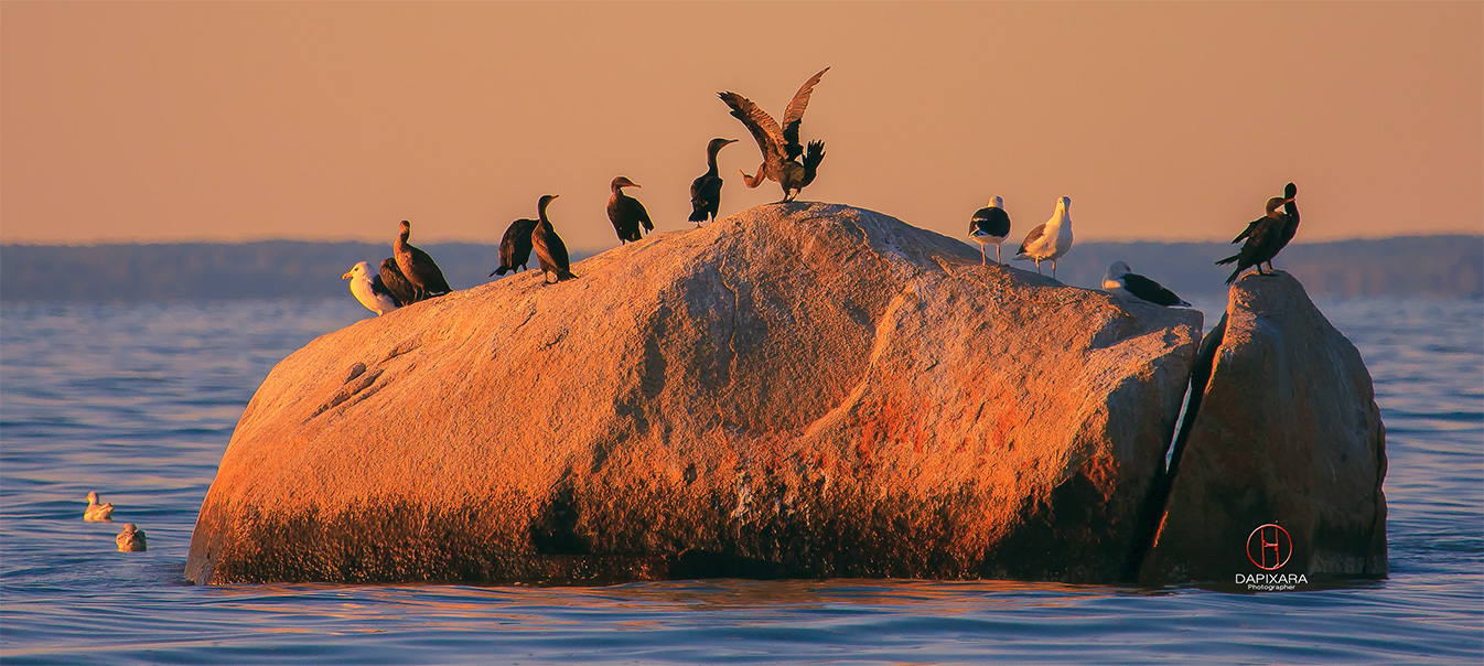 Cormorants at Sunset, Cape Cod, Massachusetts. Dapixara wildlife photography.
