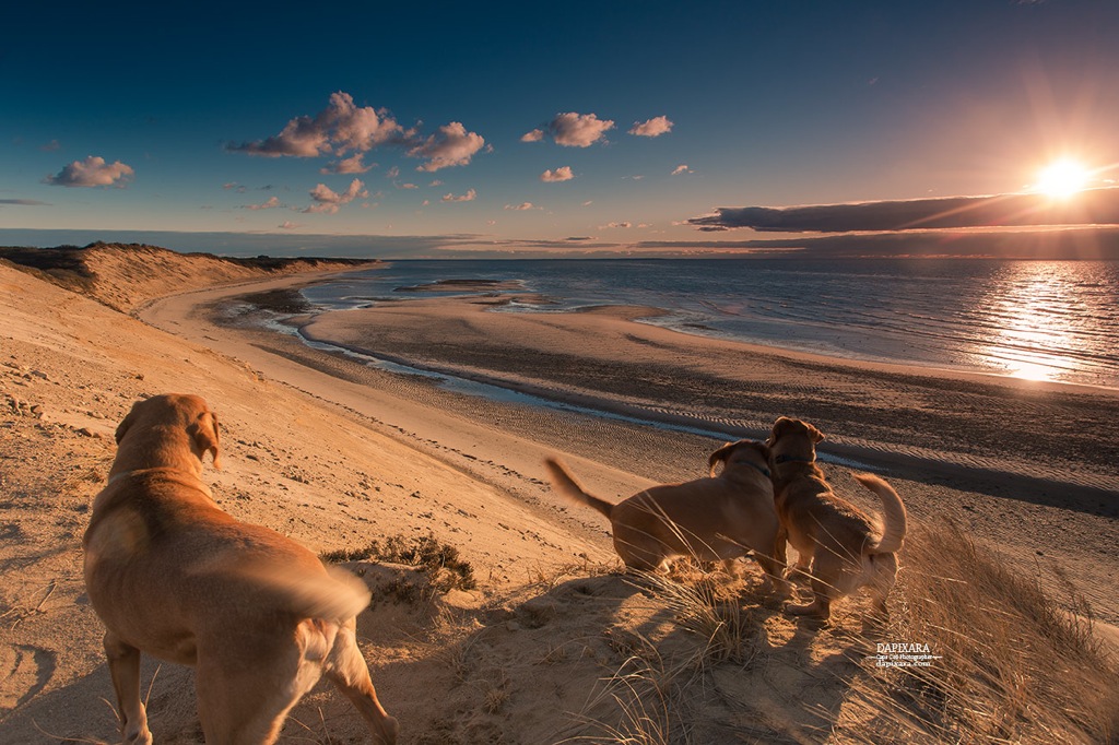 Dogs watching the sunset over Duck Harbor, Cape Cod National Seashore. Photo by Dapixara https://dapixara.com
