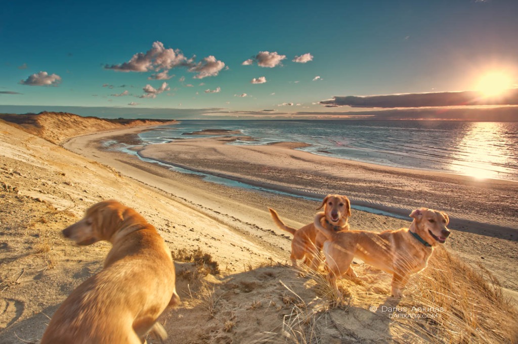 dogs watching the sunset on cape cod beaches