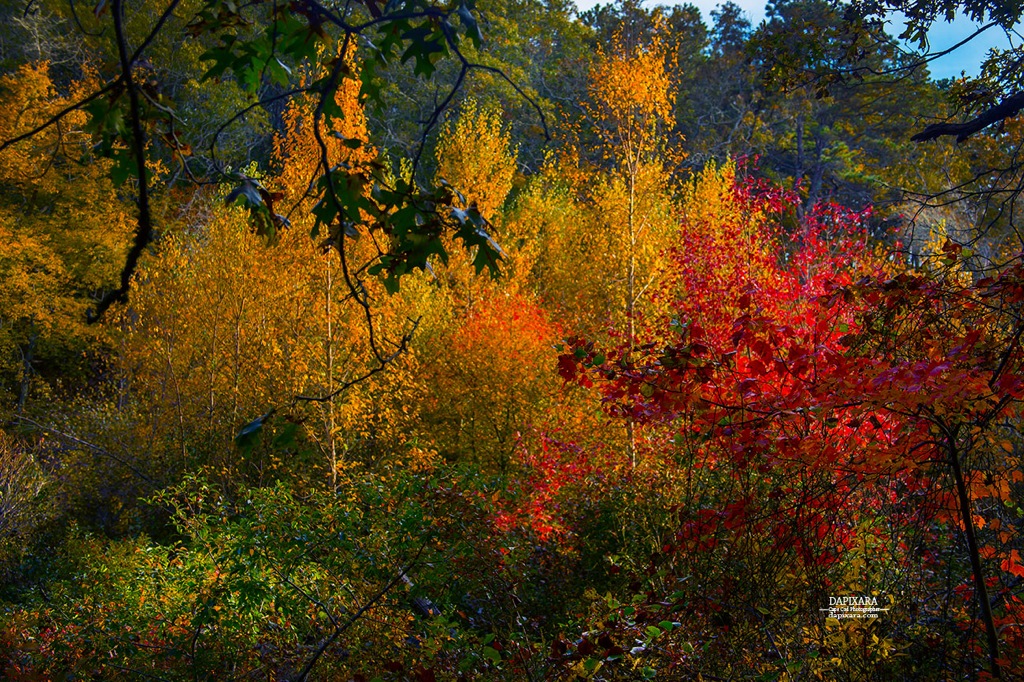 Fall Foliage at it's Best Wellfleet Cape Cod, Massachusetts. Photo by Wellfleet photographer Dapixara https://dapixara.com