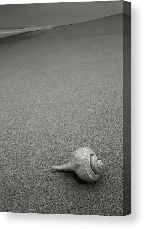 fine art photography for sale shell on beach