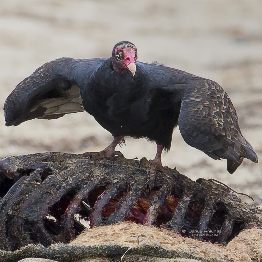 griffin-turkey-vulture-cape-cod-birds