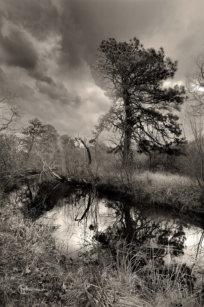 Herring River Wellfleet black and white photograph by Dapixara
