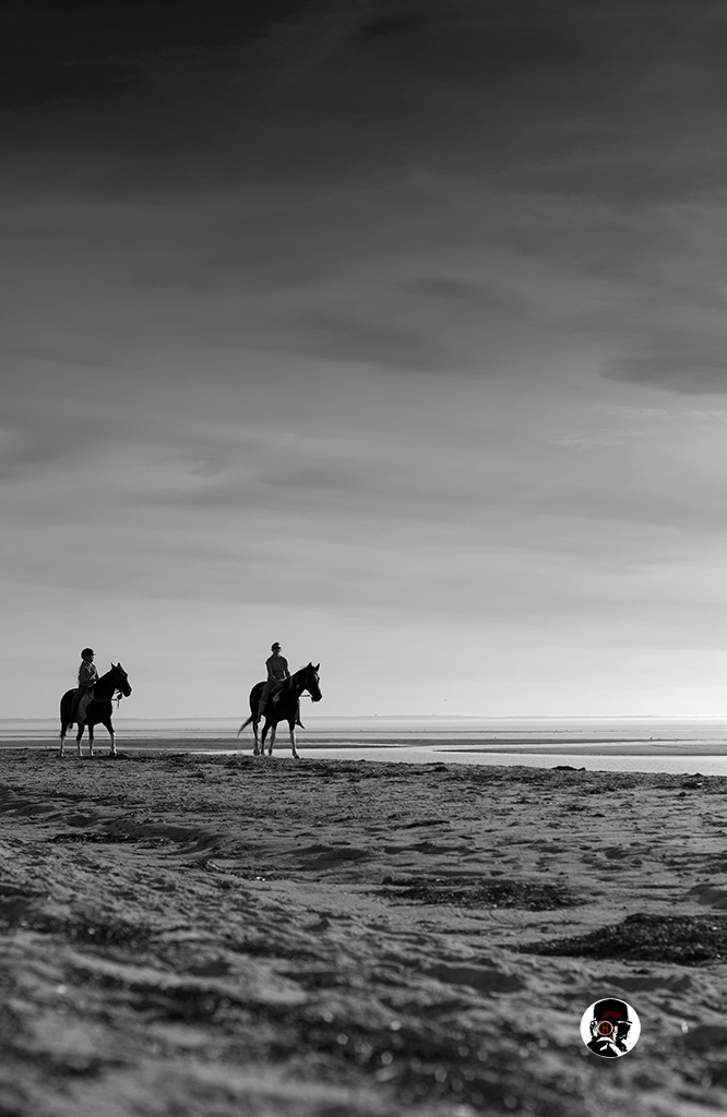 Horses on the beach.  Wellfleet, Massachusetts. © Dapixara black and white photography.