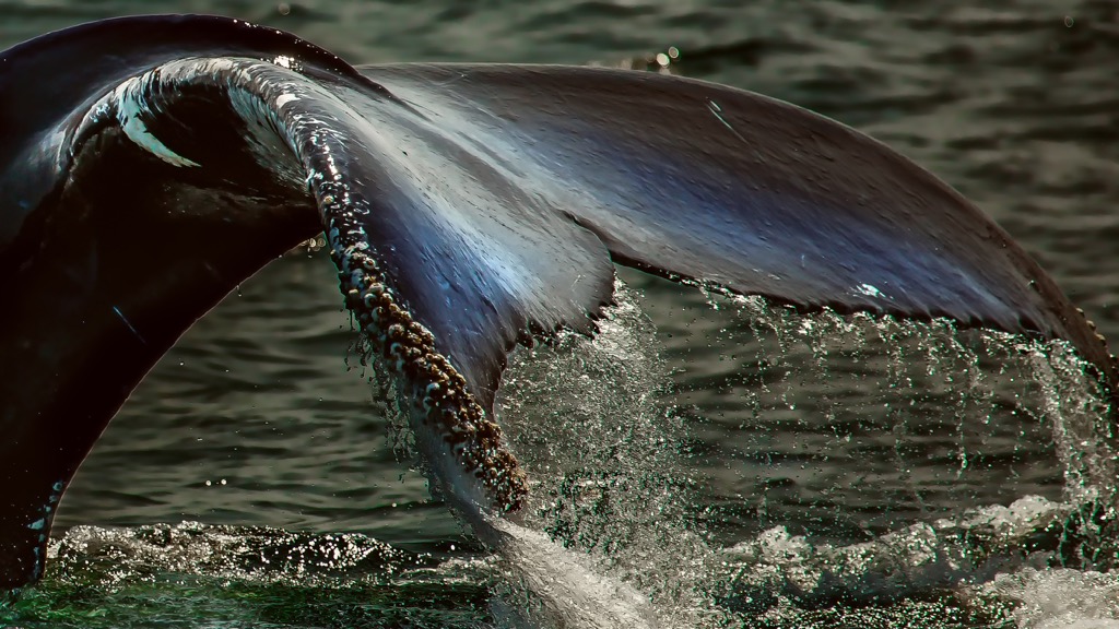 humpback-whale-fluke
