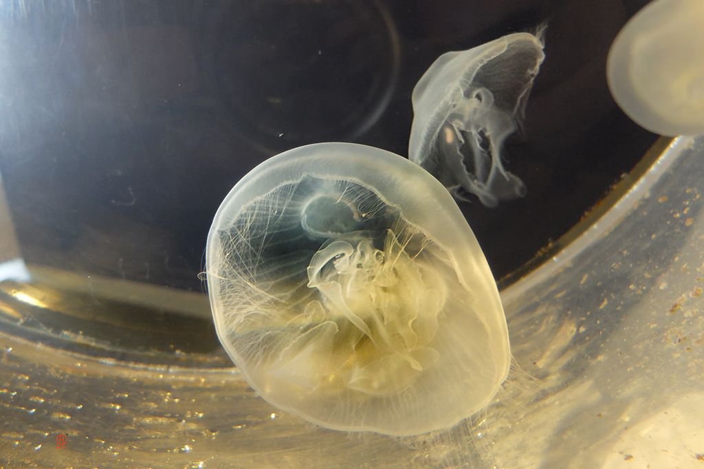 Moon Jelly Aurelia Aurita. Cape Cod photographer Dapixara underwater photography