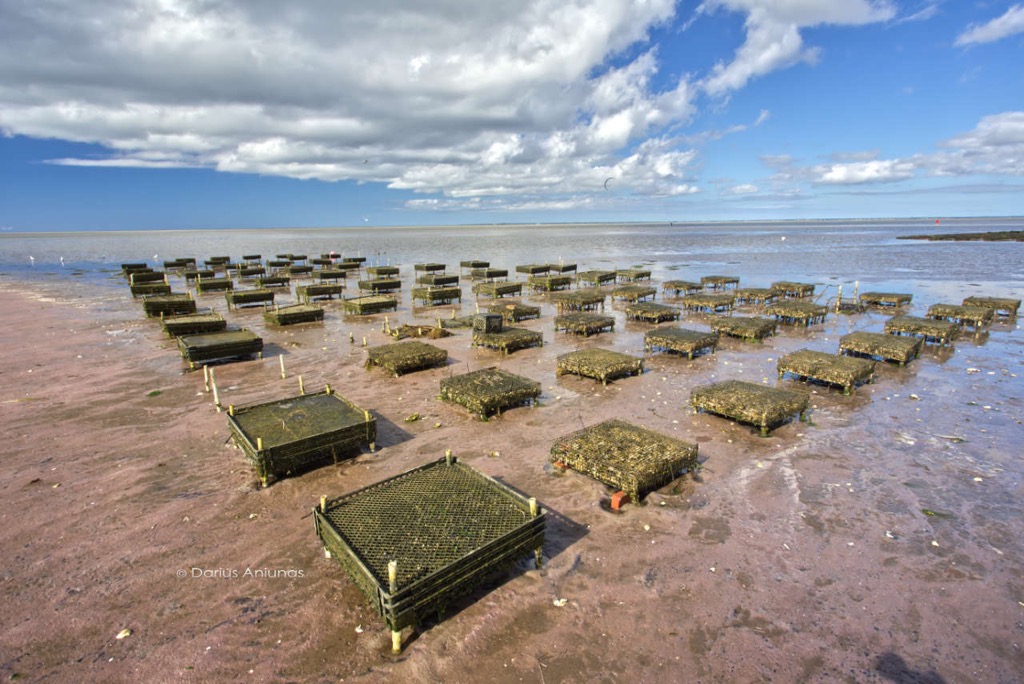 Oyster beds, low tide at Brewster flats, Cape Cod, Massachusetts.