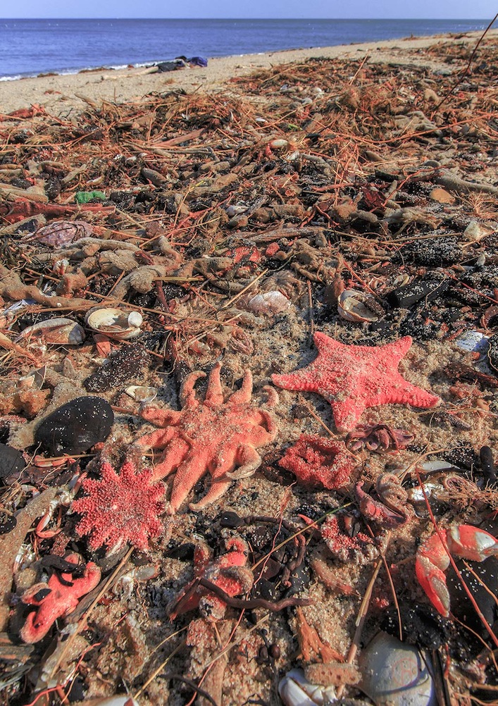 Dozens of starfish washed up on the beach at High Head in Truro, Massachusetts, USA. Mother Nature working here!