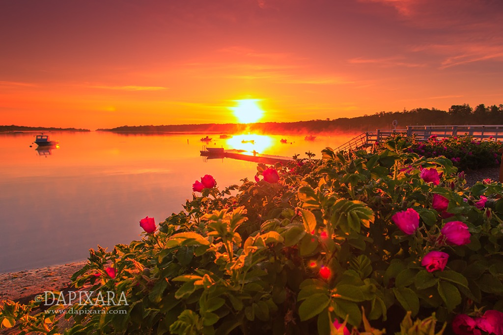 Sunrise and Roses Orleans, Massachusetts Cove. Photo by Dapixara.