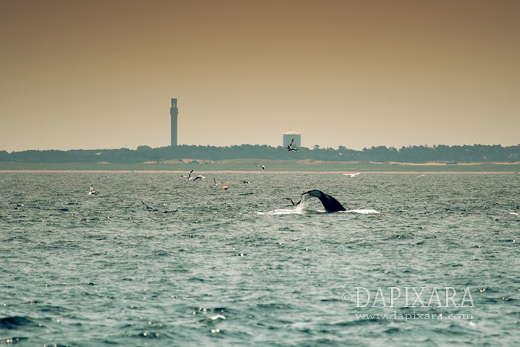 The Right whales return to Cape Cod. new photos of Right whales near Provincetown, Massachusetts. Photos by Dapixara.