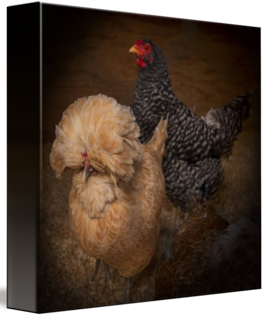 The-Roosters-Family-Portrait_art_for_sale