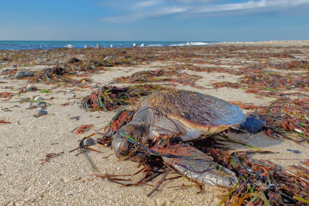 turtle-washed-up-on-cape-cod-beaches