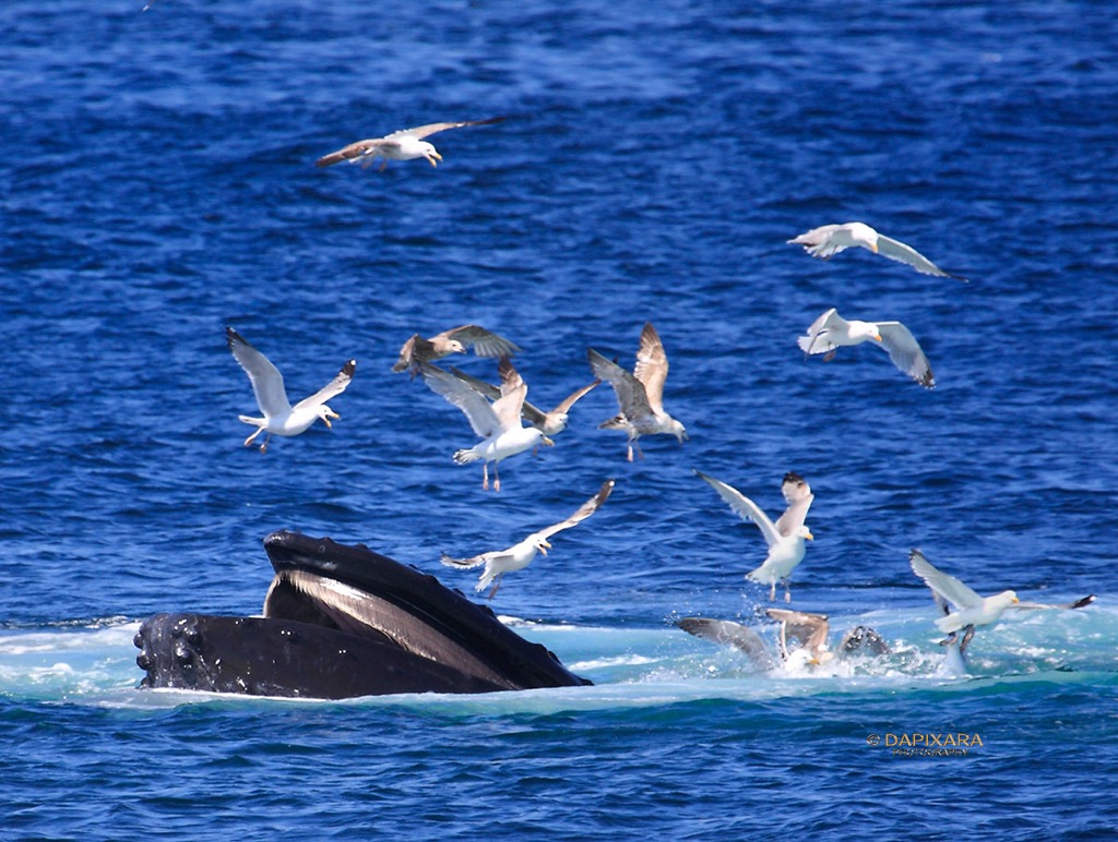 whale watching provincetown. Dapixara Cape Cod blog
