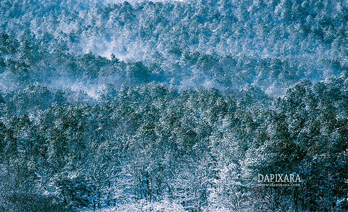 winter-trees1
