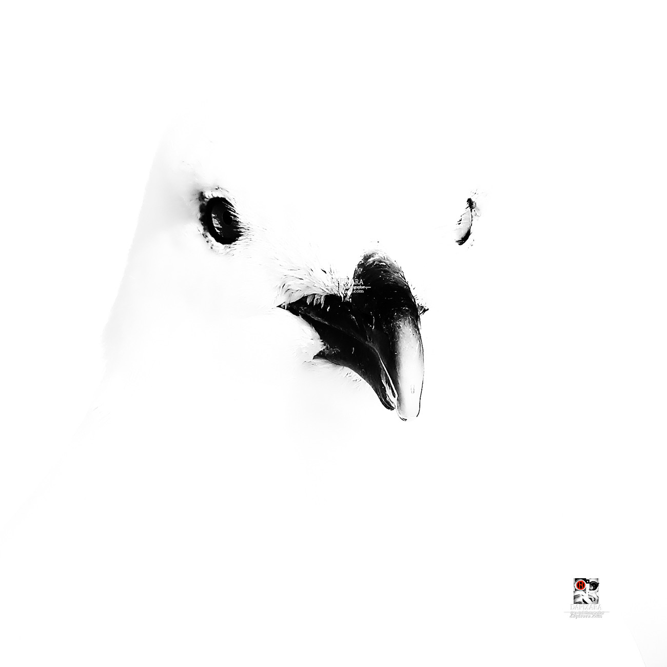 Seagull art black and white photography. Fine art bird print for sale by Dapixara.