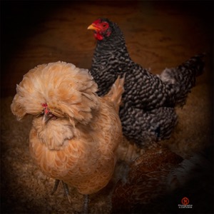 “The Roosters Family Portrait”. Every family has a drama queen. © 2010 Dapixara.