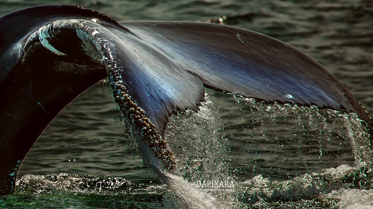 Humpback Whale fluke. Dapixara photography.