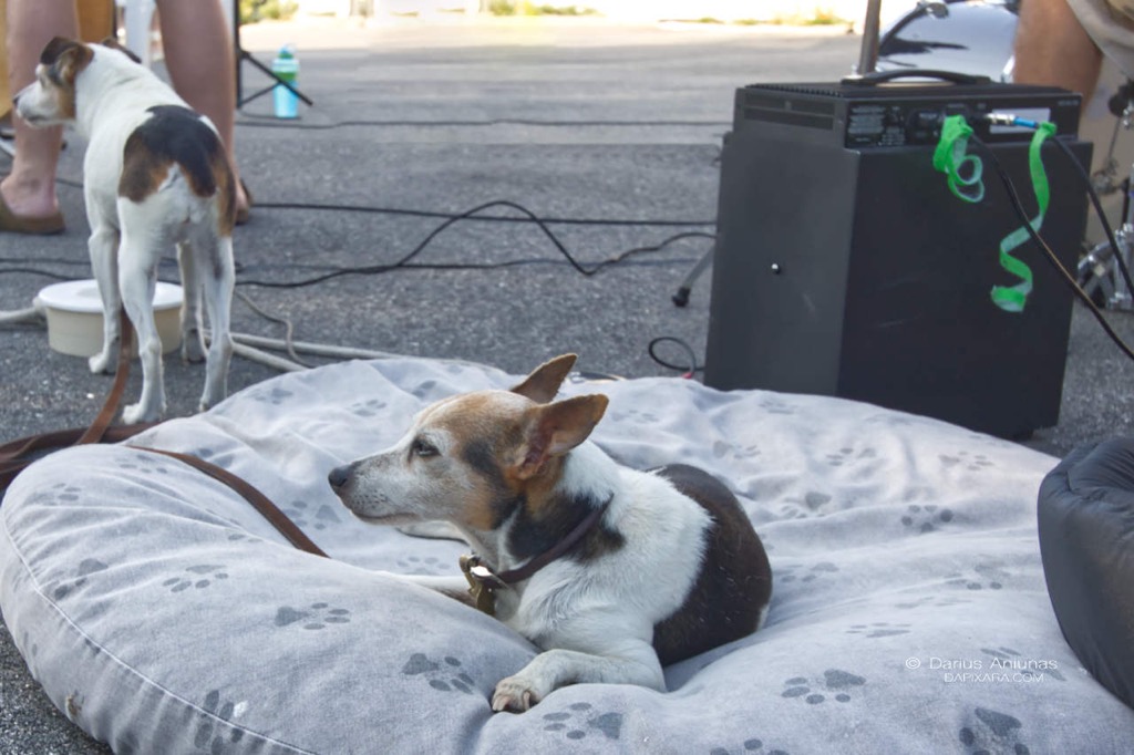 dogs who digs cape cod street musician dogs
