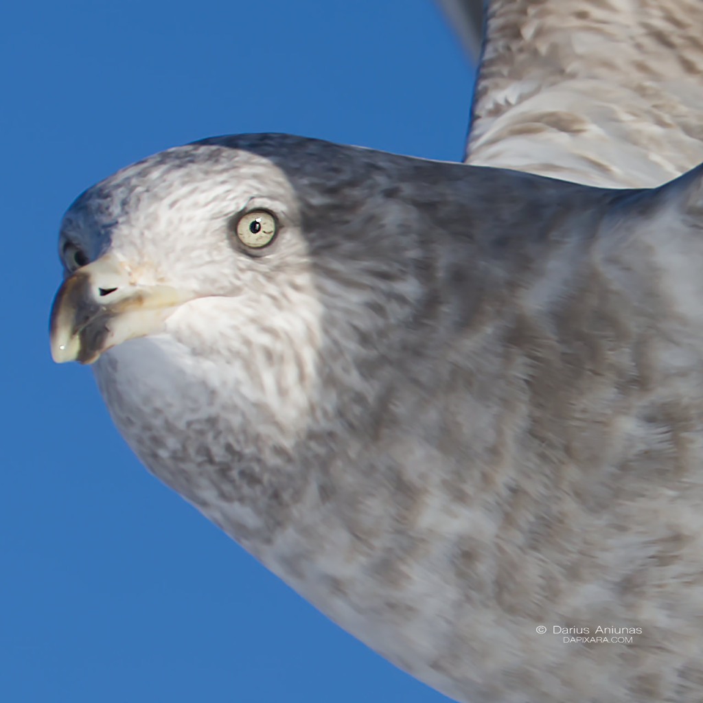 angry-birds-of-cape-cod-sea-gull