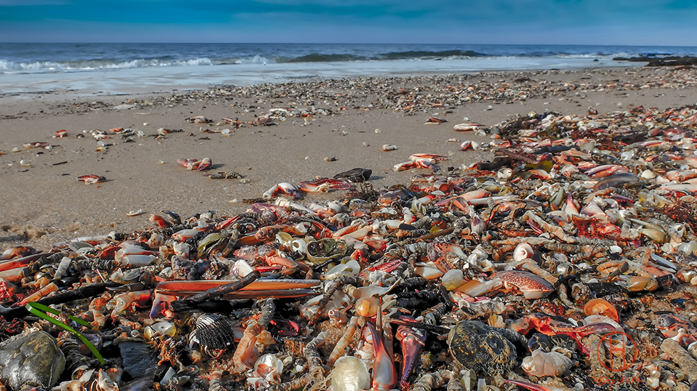 Atlantic Ocean Wellfleet Cape Cod Oceanside