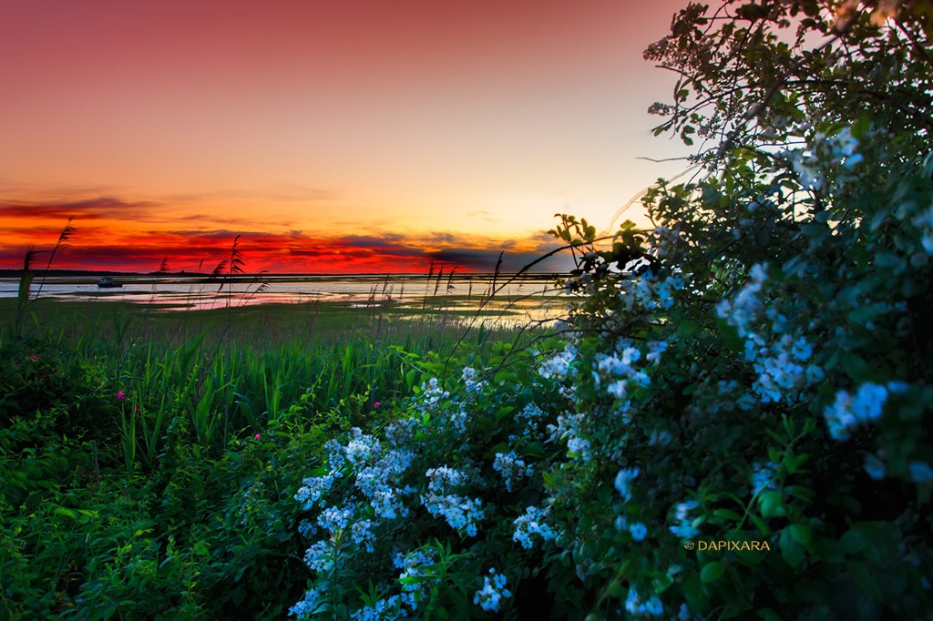 Today's blooming sunrise from Cape Cod National Seashore in Eastham. Cape Cod National Seashore, Eastham, Massachusetts. © Dapixara.