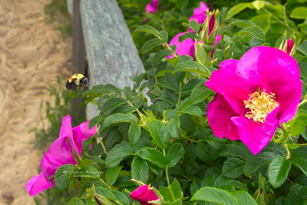 Bumblebee on Rosa rugosa, Coast Guard beach, Eastham, Cape Cod.