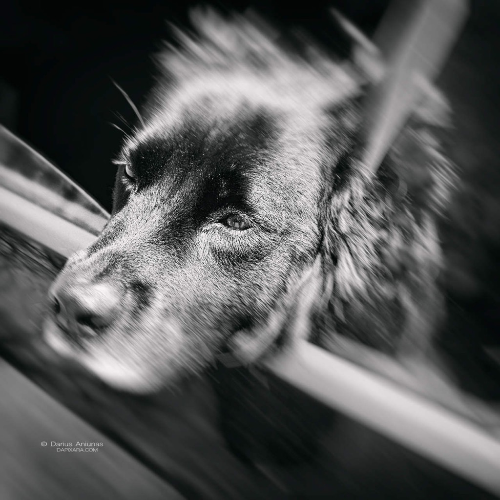 Cape Cod Dogs Passing Cars With Dreamer dog