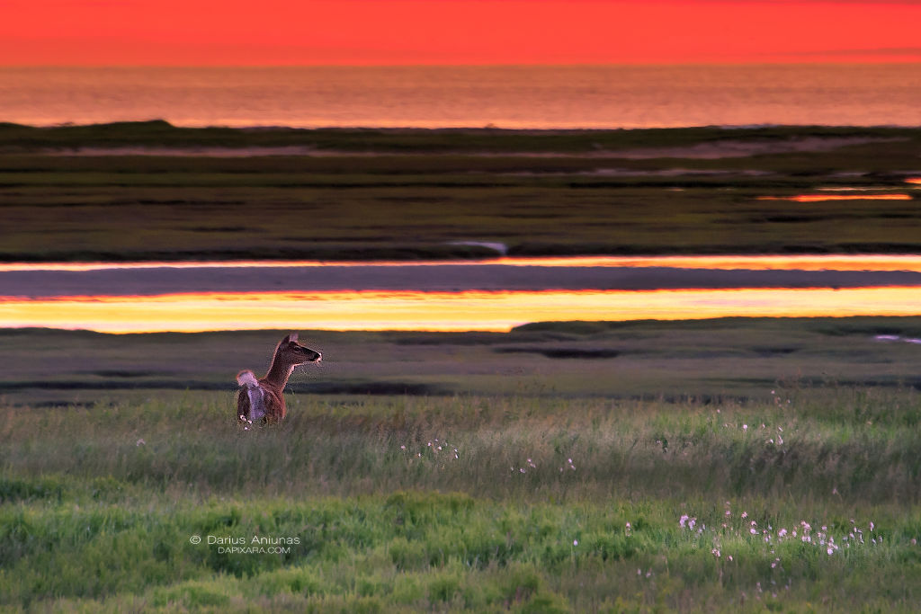 cape-cod-national-seashore-wildlife-deer