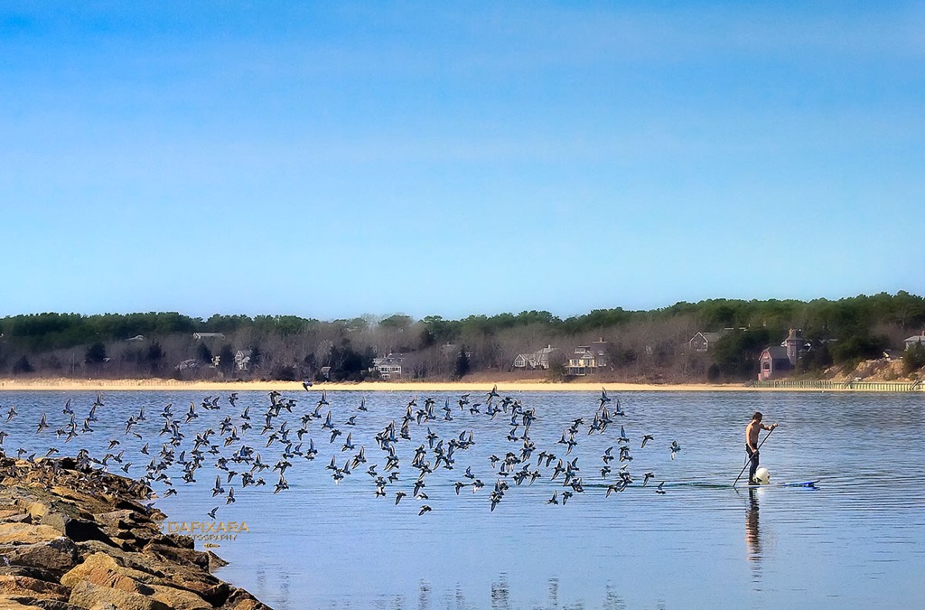 Paddle boarding, Wellfleet.
