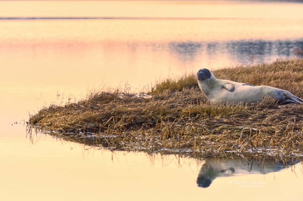 cape-cod-seals
