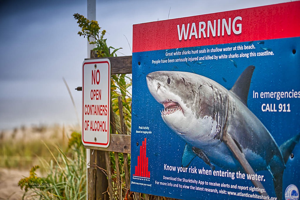 cape-cod-sharks-2020