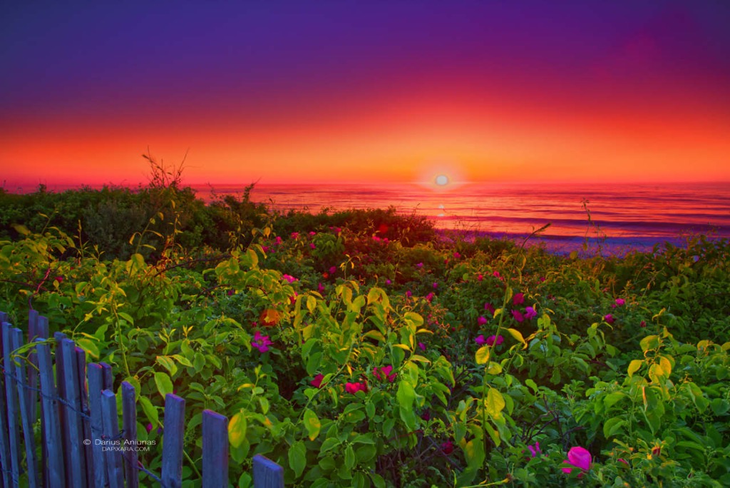 Cape Cod travel guide :: Nauset Light beach sunrise and Rosa Rugosa.