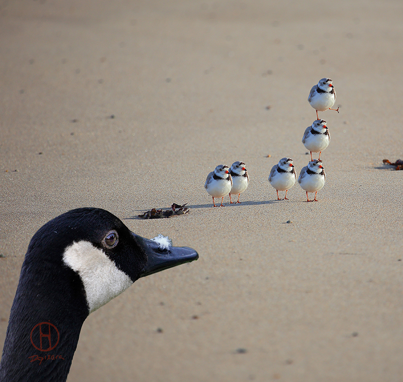 Cape Cod National Seashore