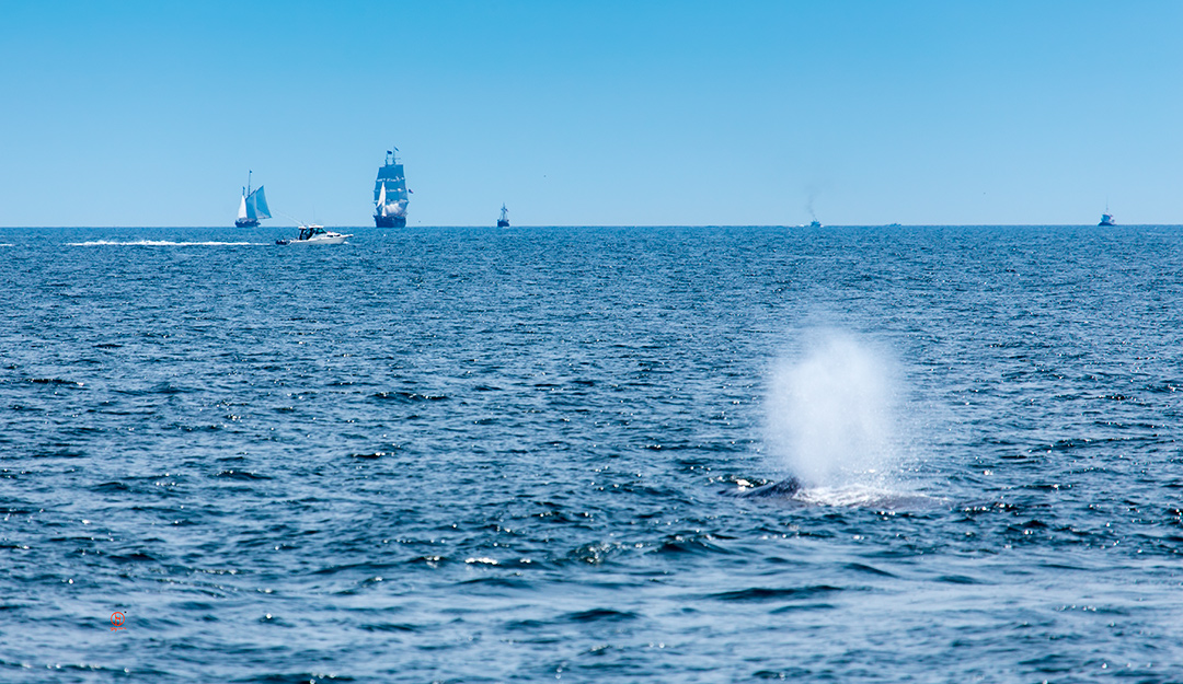 Cape Cod Things to do Traveling information