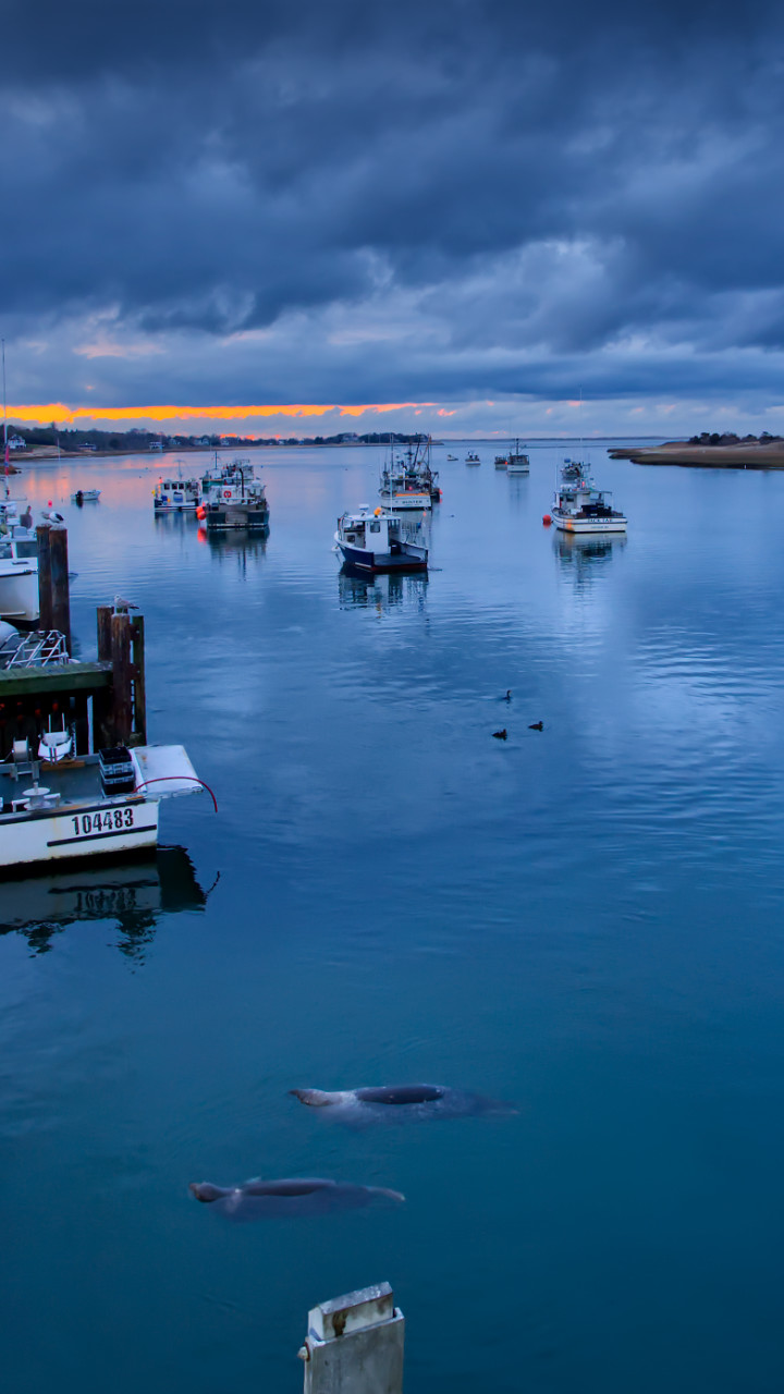 chatham ma harbor seals at sunset