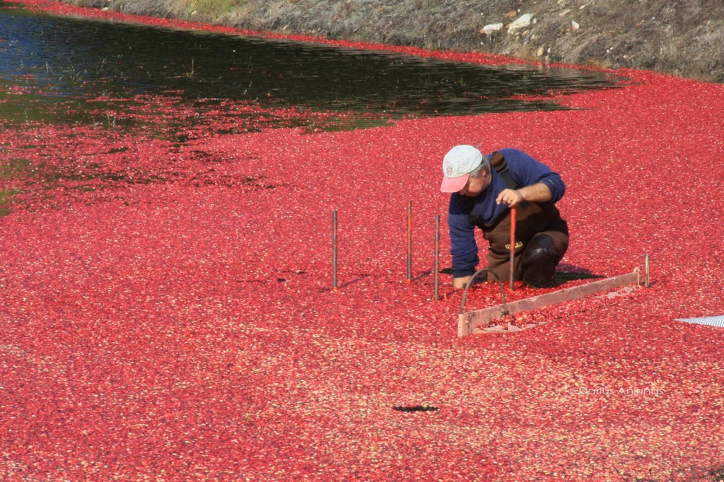 Cranberry Bog, Harwich, MA.