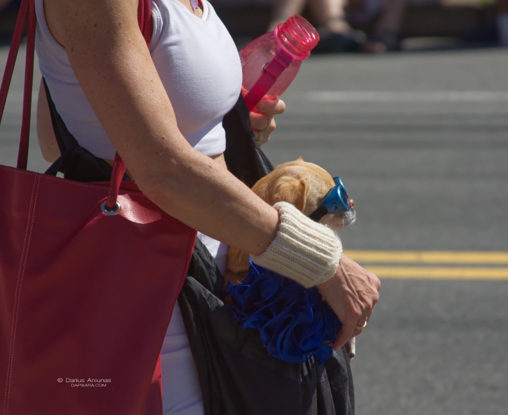 dogs who digs cape cod blue shades have purse addiction