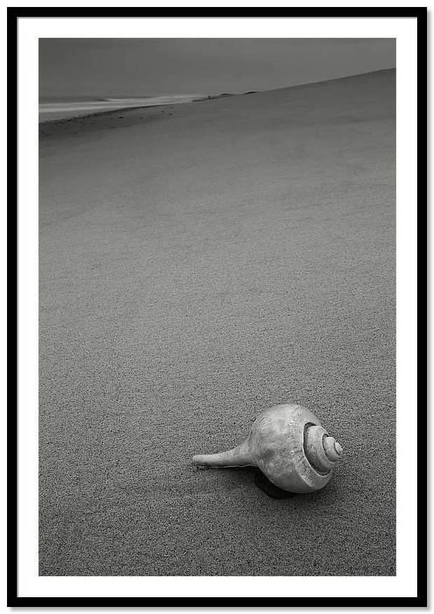 framed black and white photography - shell on the beach.