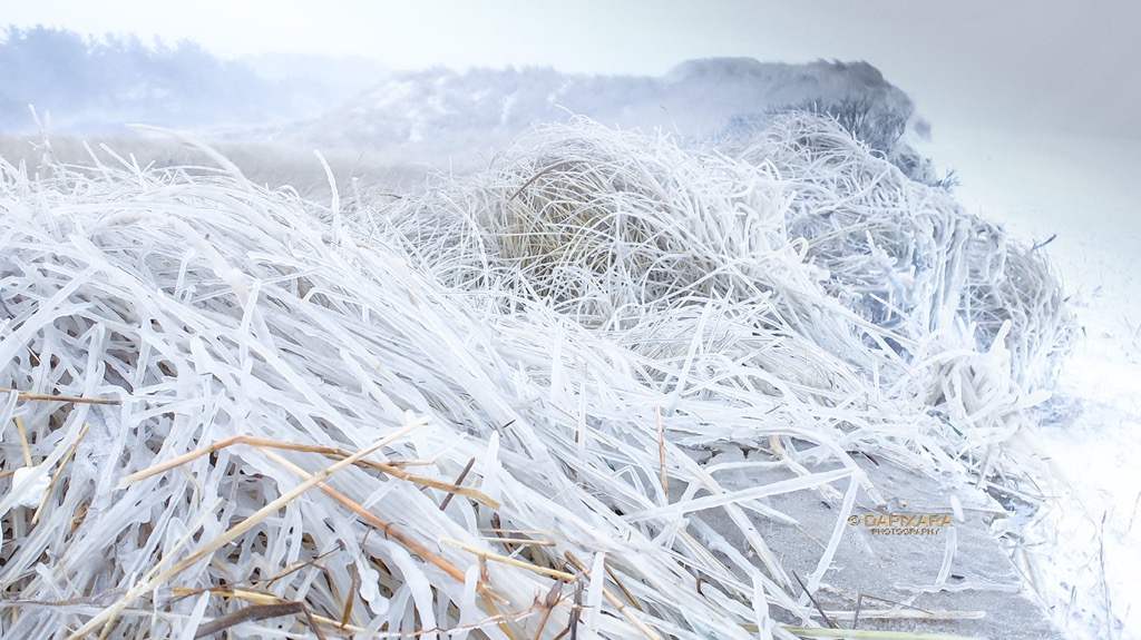 Frozen beach grass, Duck Harbor beach, Wellfleet, January 2019. © Dapixara Cape Cod news.