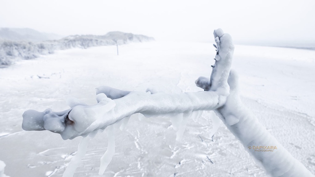 frozen tree wellfleet duck harbor beach. © Dapixara.